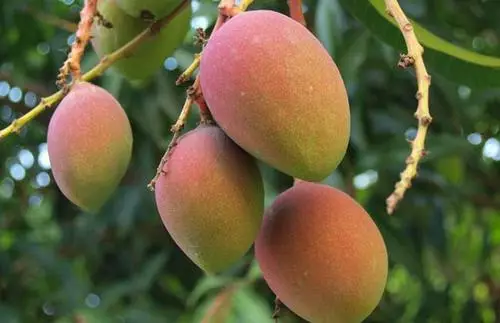 種植芒果不僅單靠田間管理，選用好的肥料也很關(guān)鍵