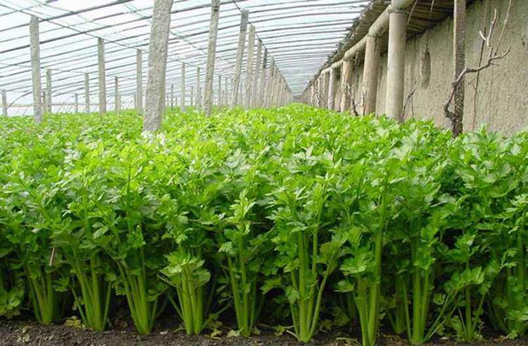 芹菜得了斑枯病，別急，司普沃為您解答