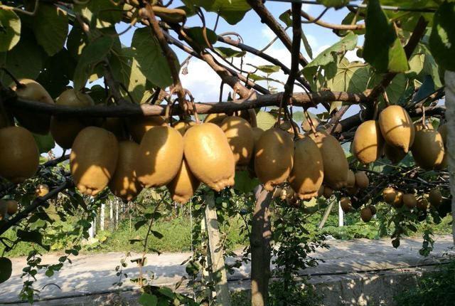 降溫后，需加強(qiáng)對(duì)火龍果的管理，速看司普沃這篇文章