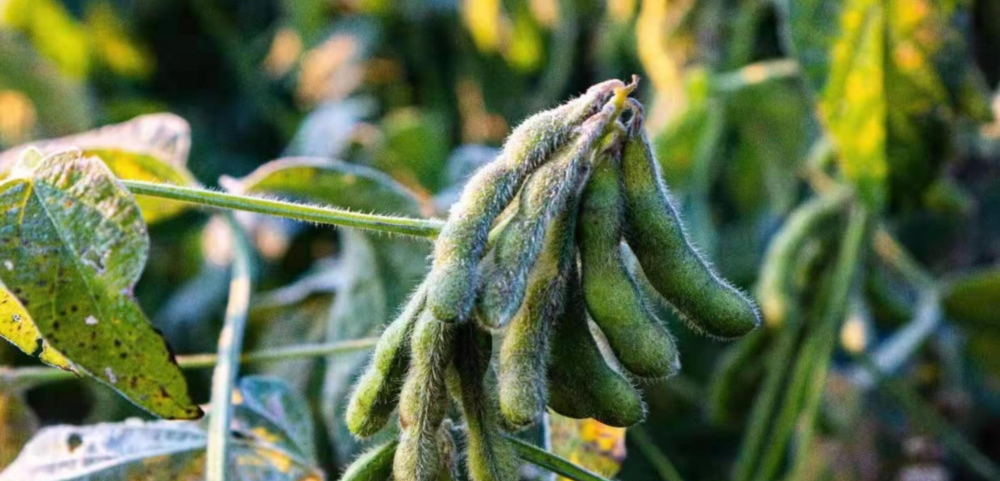 磷酸二氫鉀與“防凍”之間的關(guān)系！趕快來看，司普沃來告訴您