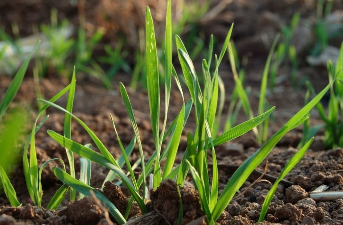 冬前只要抓好這3點(diǎn)，小麥苗壯產(chǎn)量高，速看司普沃這篇文章