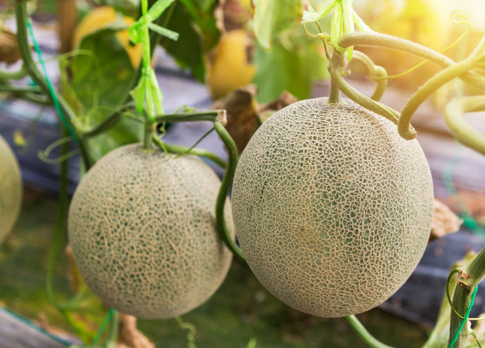 哈密瓜掛果后，如何管理才能增收？速看司普沃這篇文章