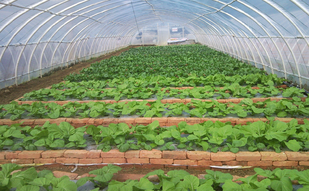 棚室蔬菜發(fā)生肥害，經(jīng)濟(jì)收益暴跌！司普沃來告訴您有效預(yù)防措施