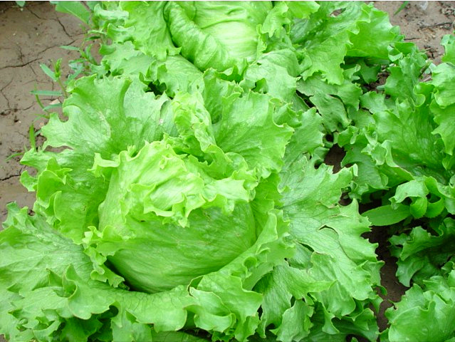 結(jié)球生菜不結(jié)球？愁壞農(nóng)戶！司普沃邀您一起找原因