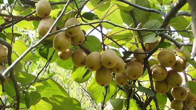 獼猴桃果園防凍及補(bǔ)救措施都有哪些呢？速看司普沃這篇文章