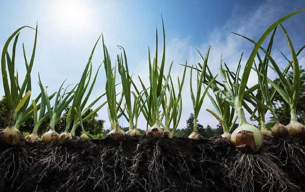 根系受損了，作物必定減產(chǎn)！與司普沃尋找原因和方法