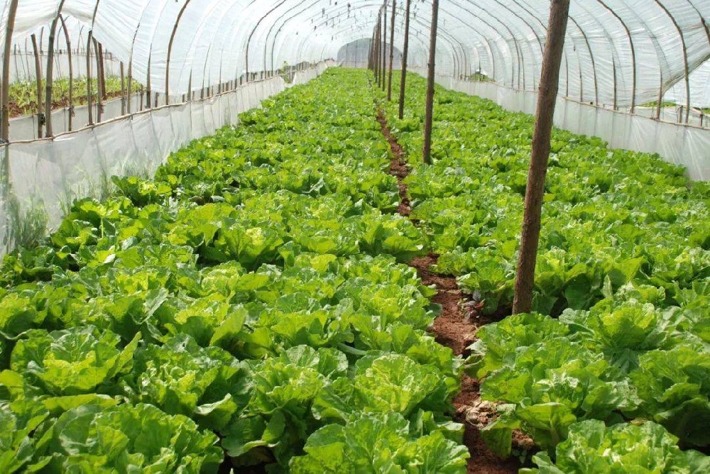 冬季蔬菜生長緩慢，這該怎么辦？司普沃來幫您