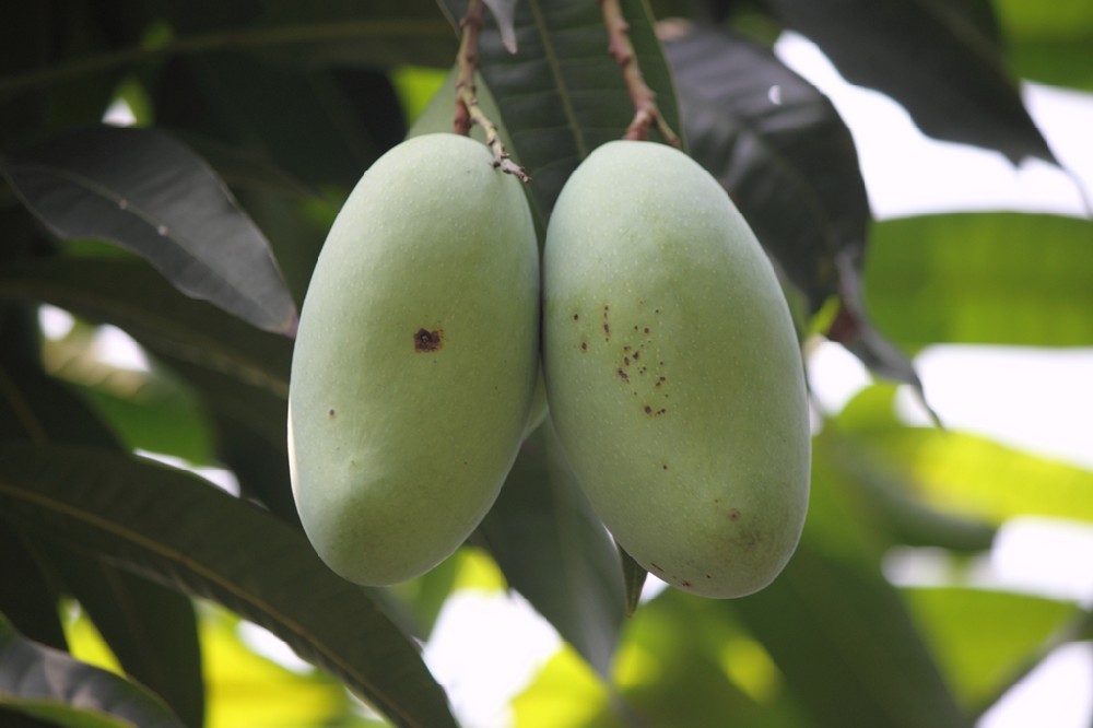 芒果補(bǔ)鈣竟這么重要，你補(bǔ)鈣了嗎？司普沃提醒大家要給芒果補(bǔ)鈣了