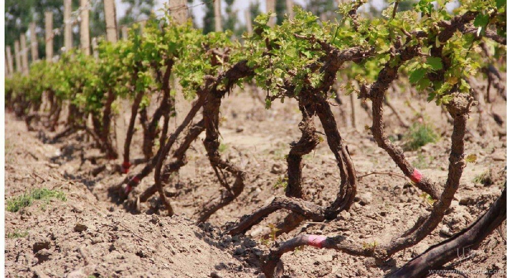 種葡萄卻對葡萄根系不了解，能種好嗎？司普沃邀您一起來暢聊