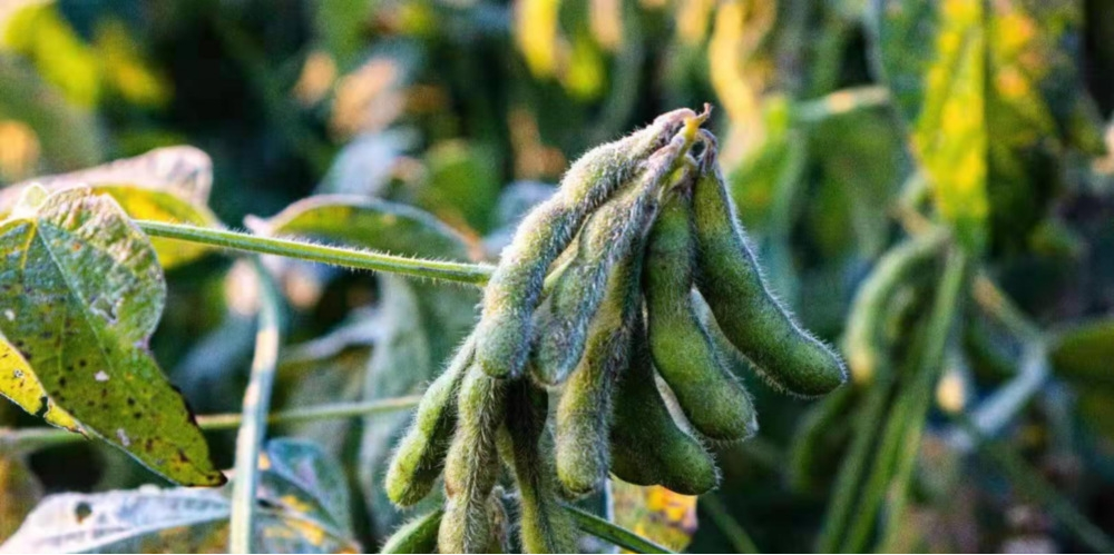 作物為什么會凍傷？被凍傷后再預(yù)防有效嗎？與司普沃一起來探討