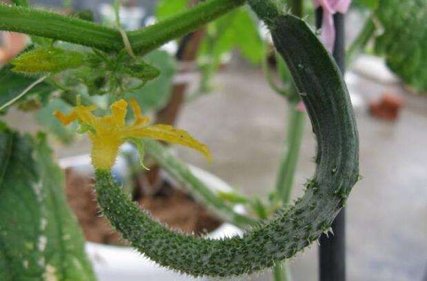 黃瓜中后期早衰現(xiàn)象多發(fā)，如何來防治，司普沃告訴您