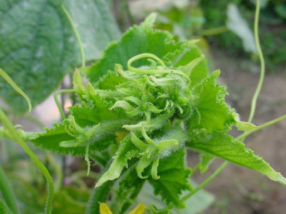 黃瓜出現(xiàn)花打頂？怎么辦？司普沃這5種辦法可補救