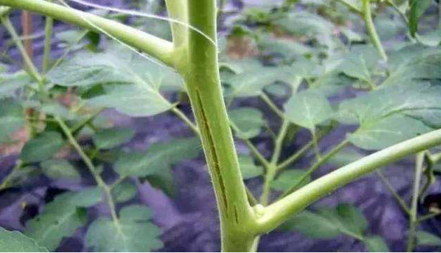 番茄嫩莖開裂，糟糕的事情發(fā)生了，怎樣來預(yù)防它