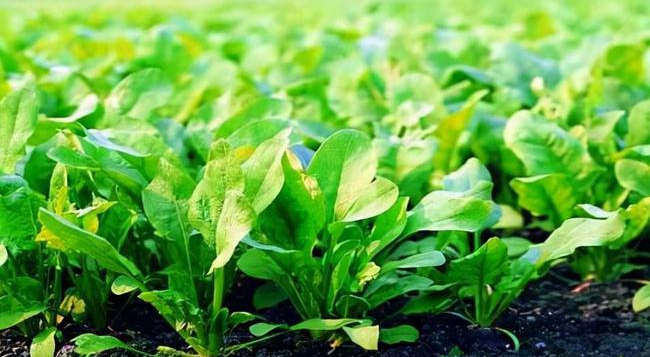 葉面追肥要用到點(diǎn)上，才能起到*大效果，勿做無用功