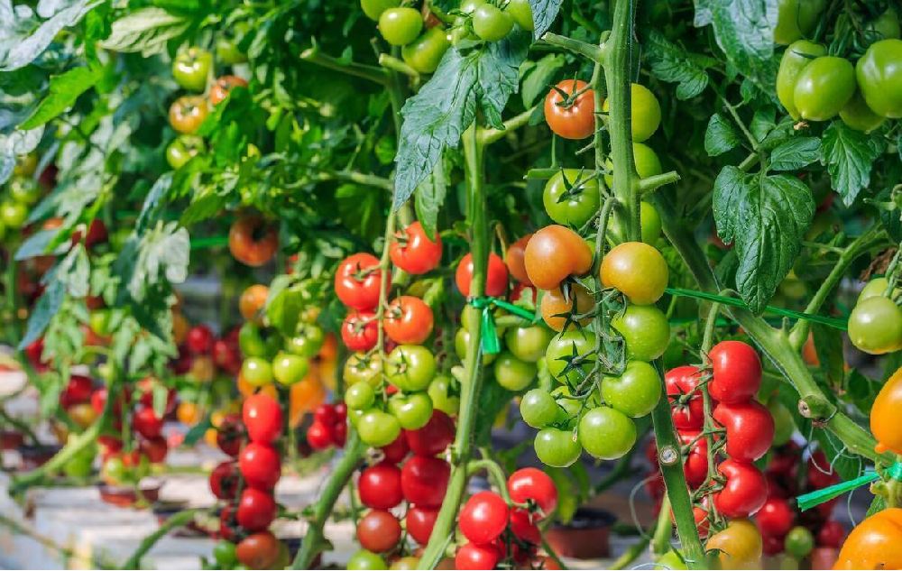 種植中為什么要施用鈣硼肥，鈣硼肥很重要嗎？一起來看答案