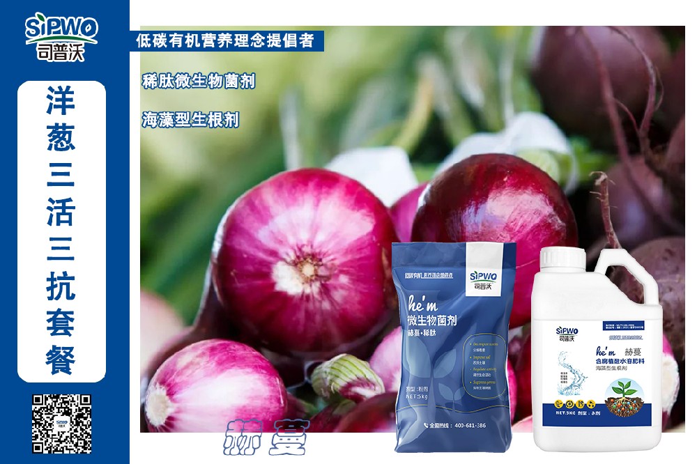 掌握這幾點(diǎn)洋蔥高產(chǎn)栽培技術(shù)，產(chǎn)量翻一番