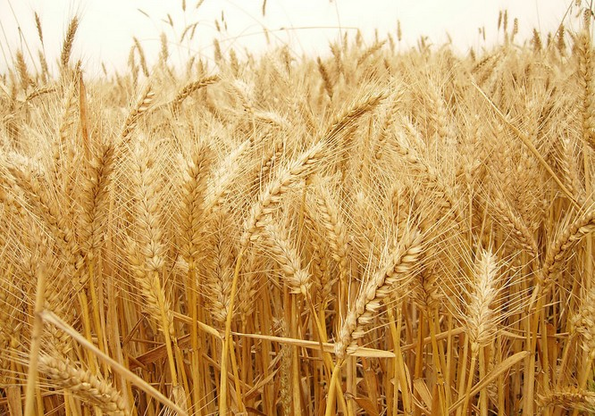 小麥根腐病是什么原因導致的？應該怎樣管理呢？