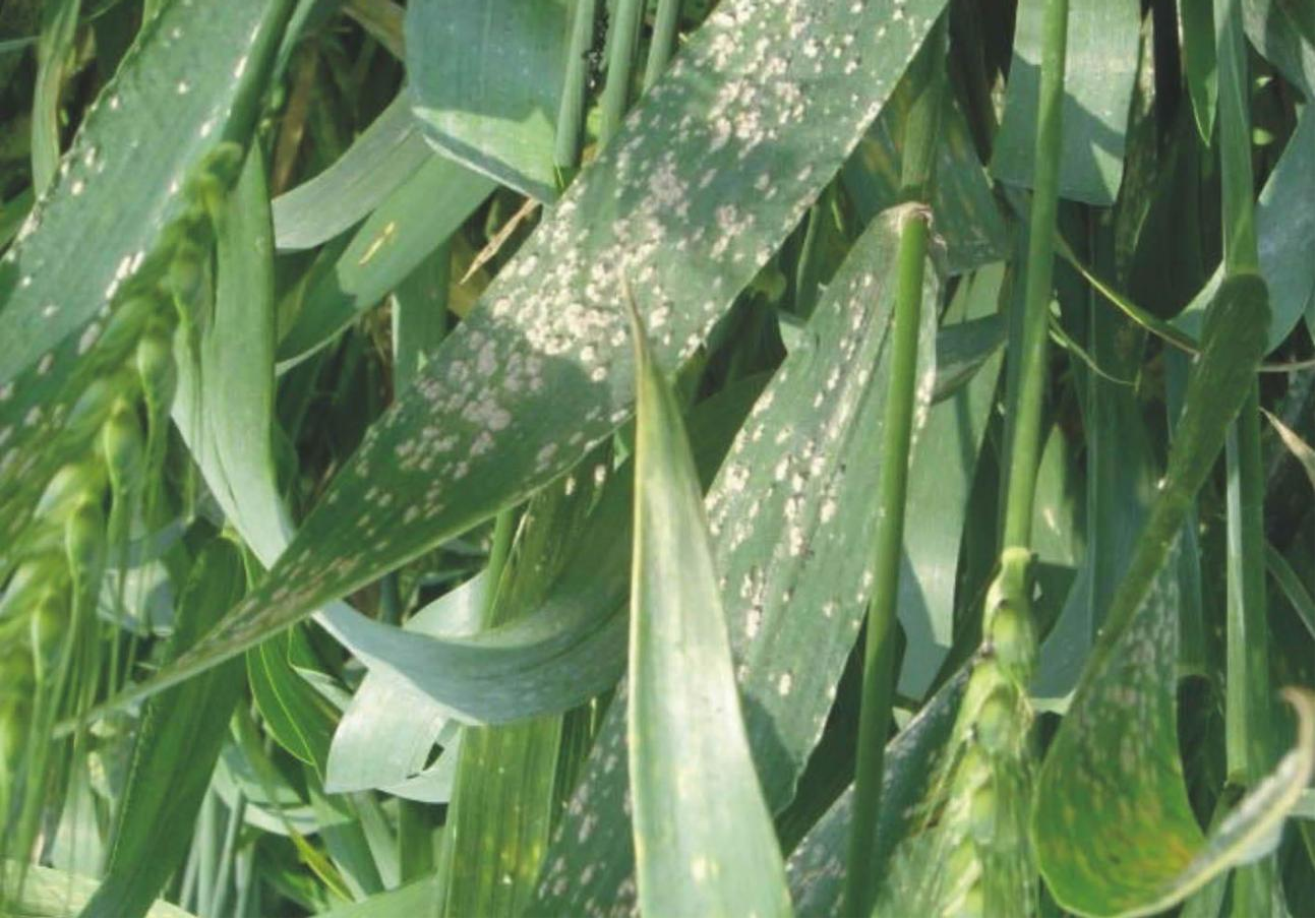 小麥白粉病1.png