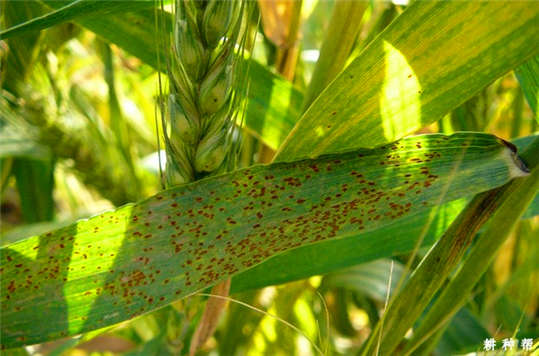 小麥長“鐵銹”了？這到底是為什么呢?