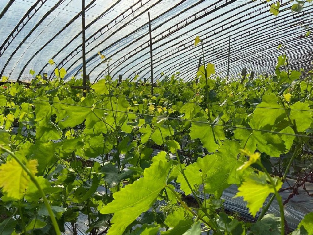 葡萄春管謹記這些要點！促進葡萄豐產！