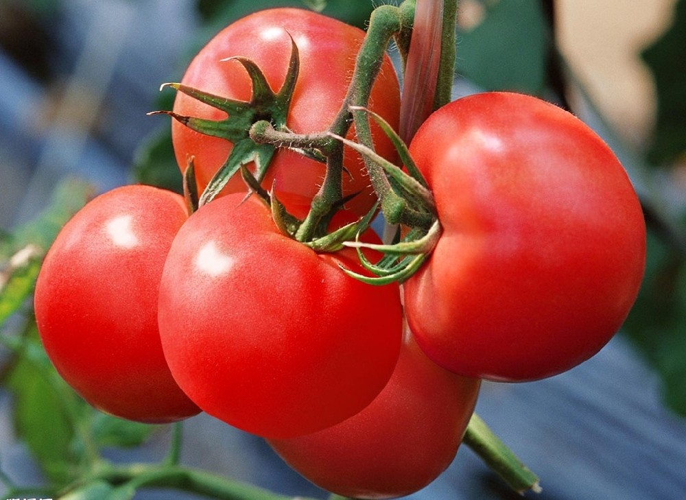 番茄上色難嗎？真不難，這篇文章保準(zhǔn)有用