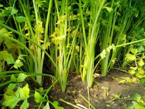 芹菜根系差，小老苗現(xiàn)象嚴(yán)重，速查原因和解決方法